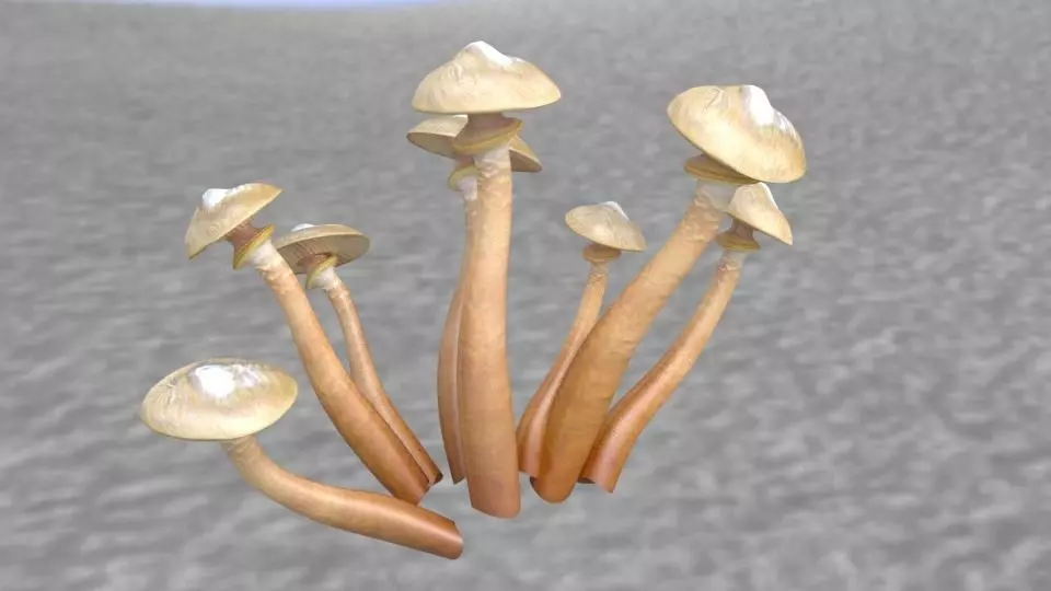 Shrooms 3 group of mushrooms Low-poly 3D model_0