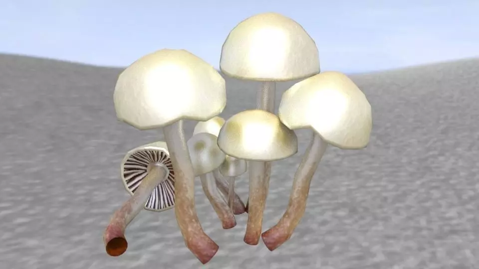 Shrooms 5 group of mushrooms in desert Low-poly 3D model_0