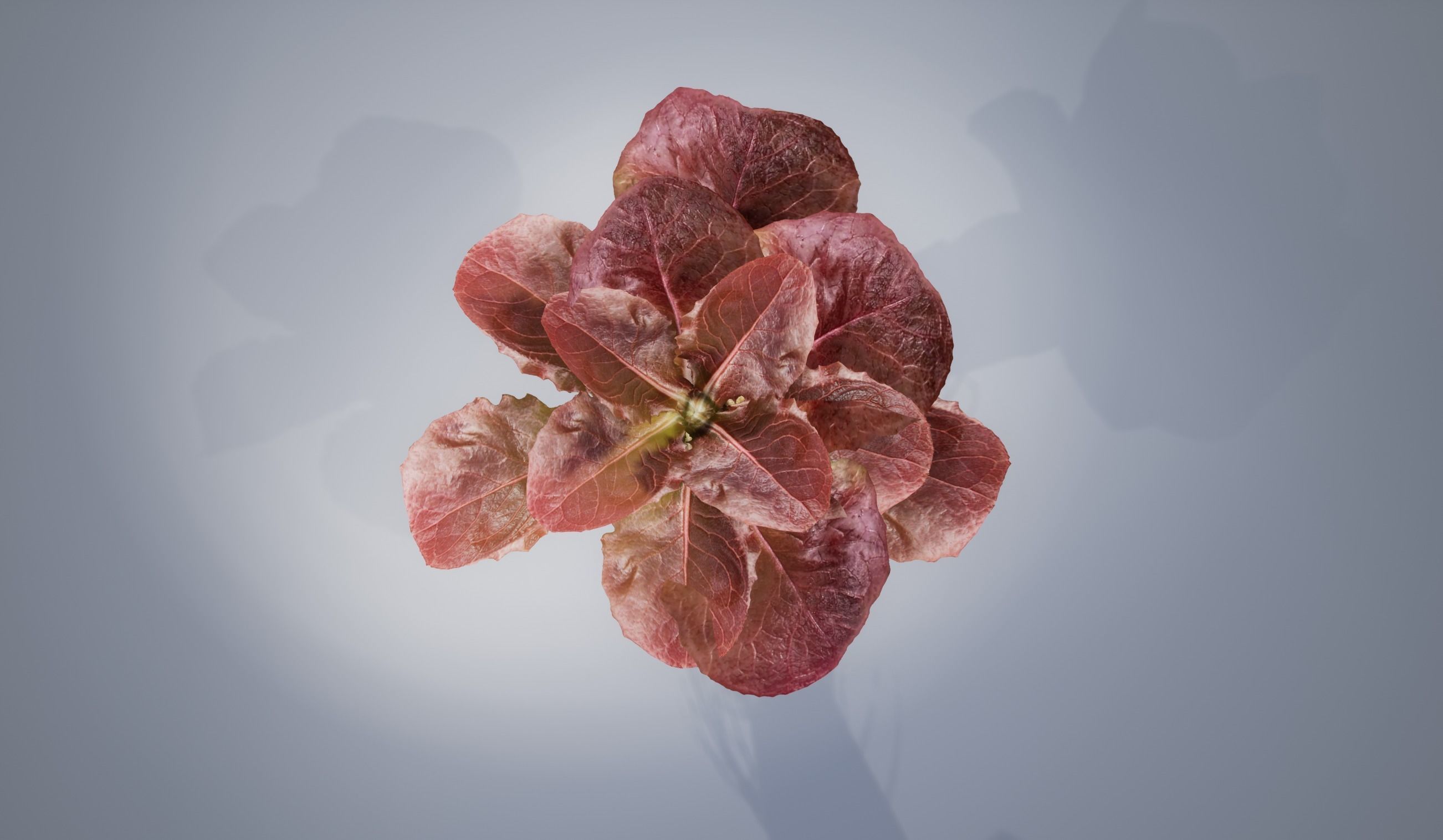 lettuce red 3D model_6