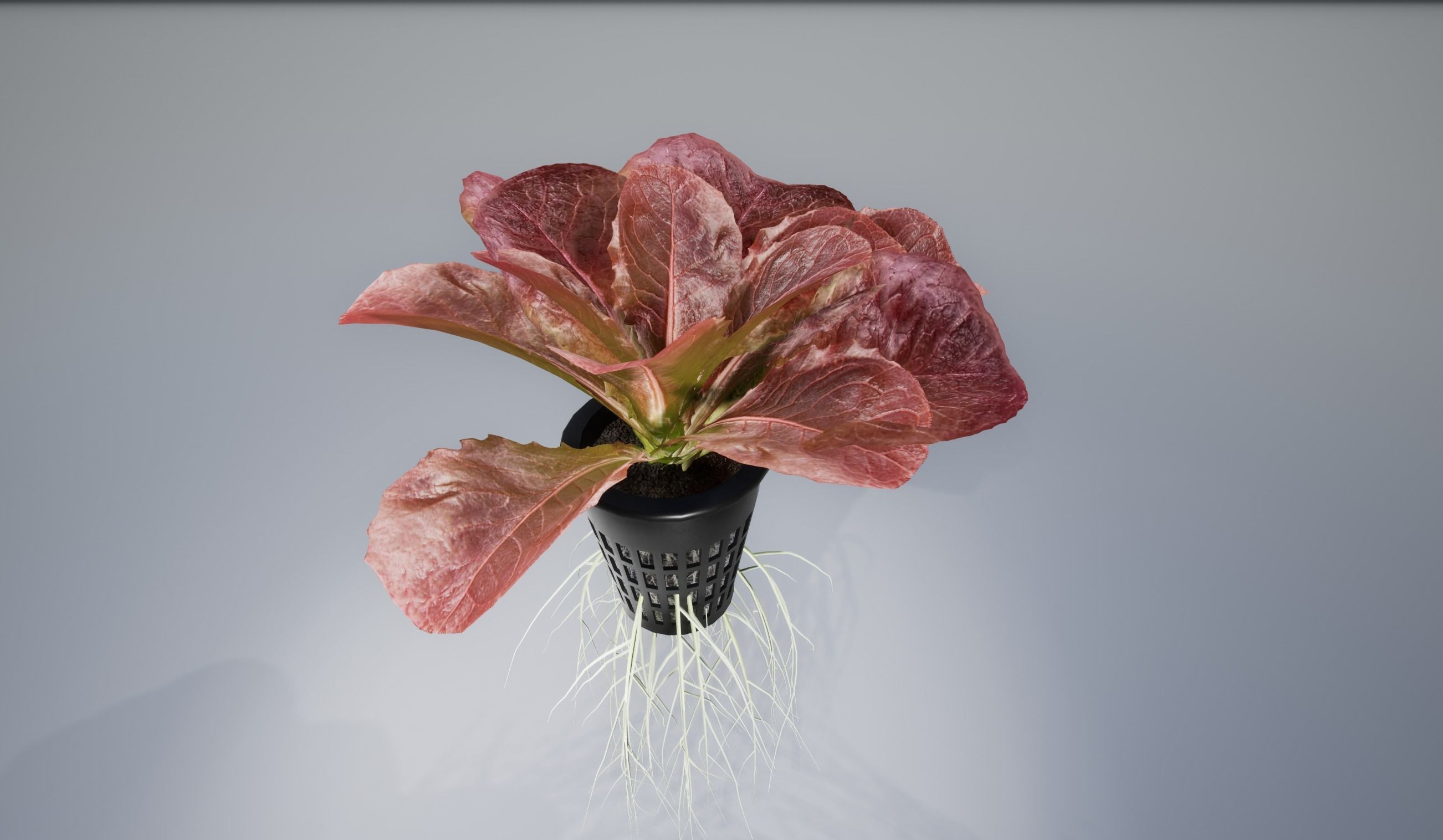 lettuce red 3D model_1