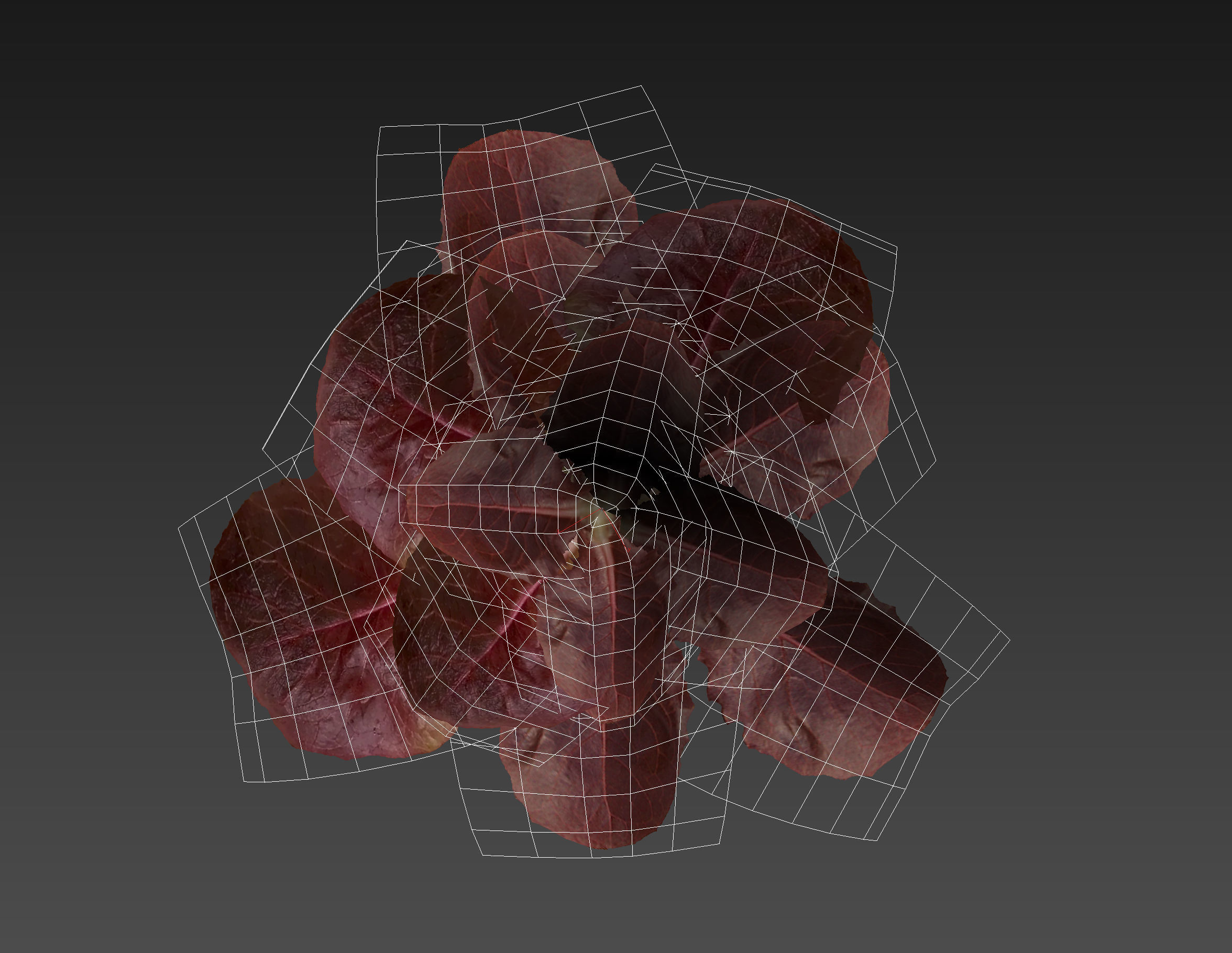 lettuce red 3D model_7