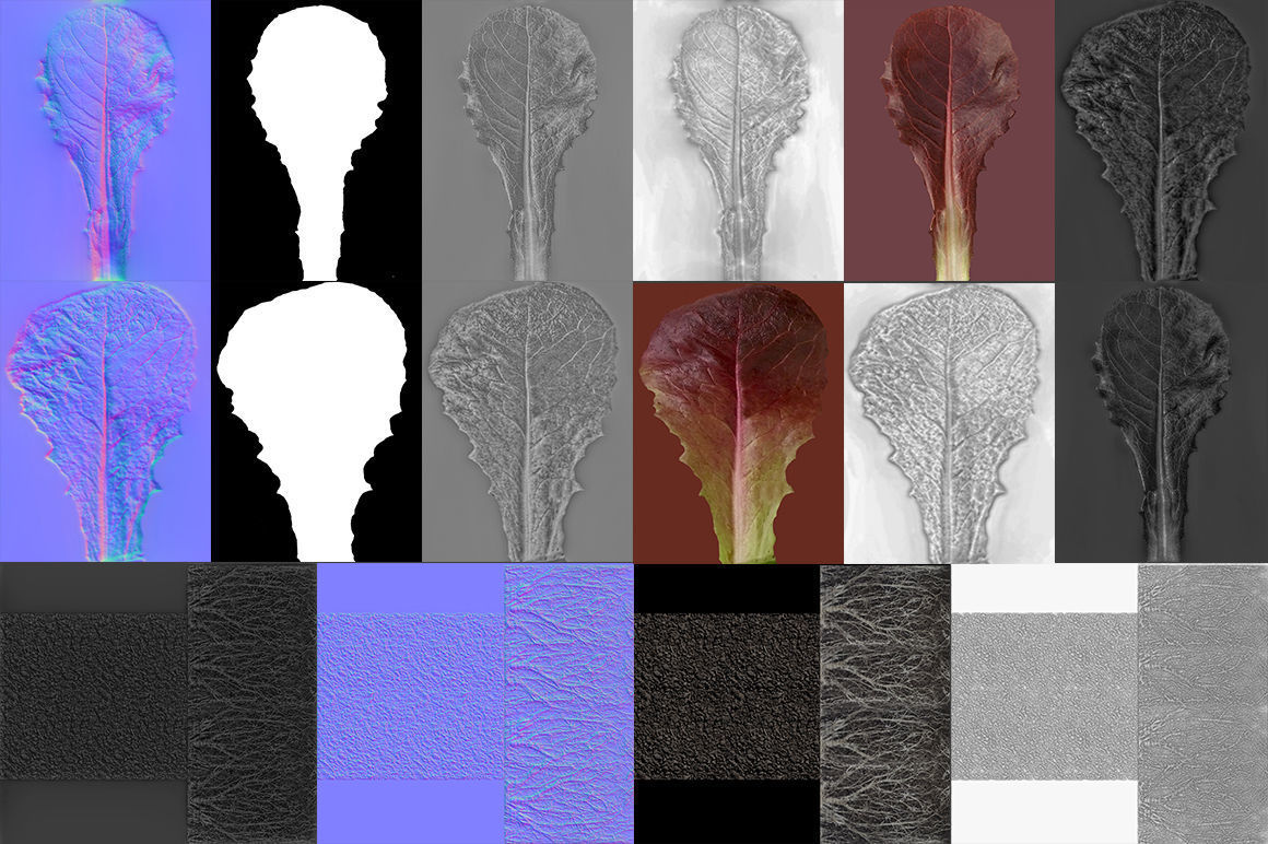 lettuce red 3D model_10