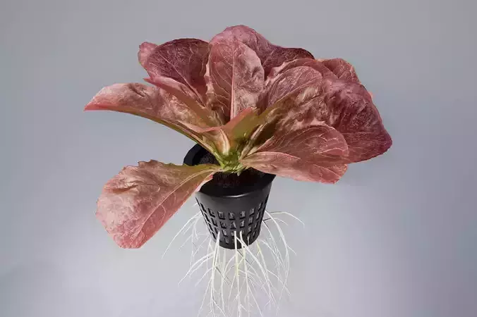 lettuce red 3D model