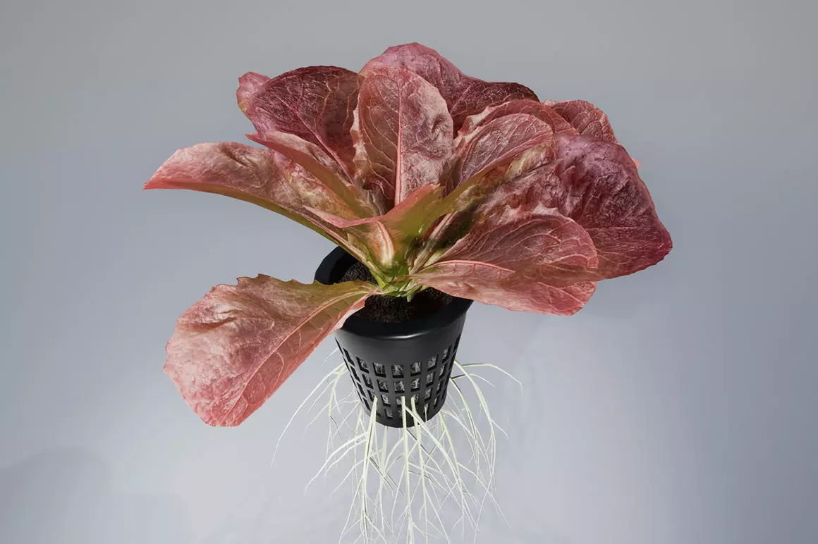 lettuce red 3D model_0