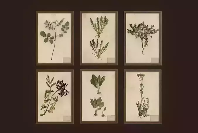 Herbarium pictures - PBR Game Ready Low-poly 3D model