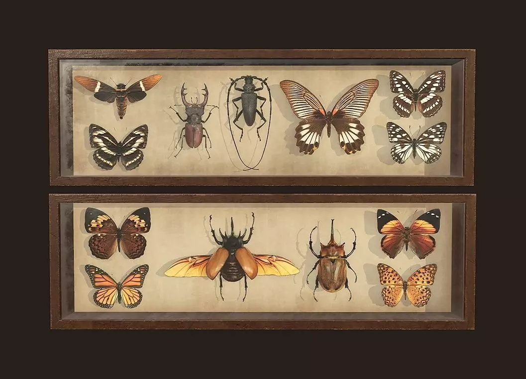 Entomological pictures - PBR Game Ready  Low-poly 3D model_0