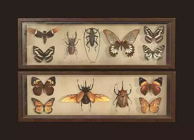 Entomological pictures - PBR Game Ready  Low-poly 3D model