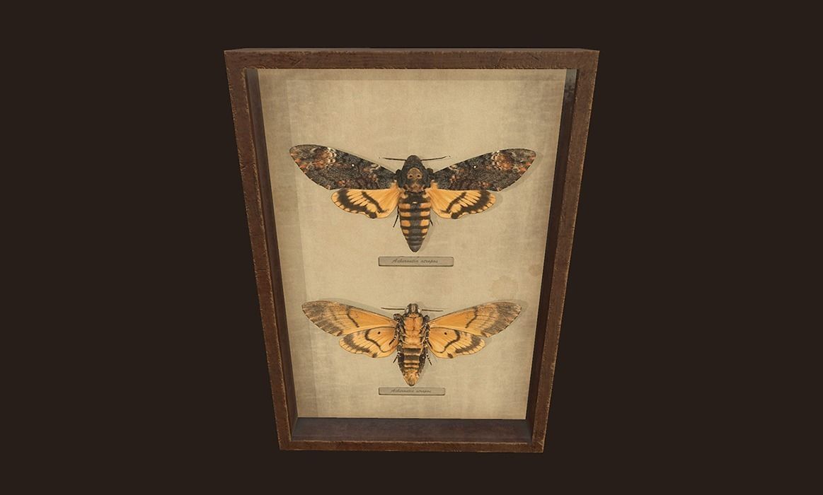 Entomological pictures - PBR Game Ready  Low-poly 3D model_9