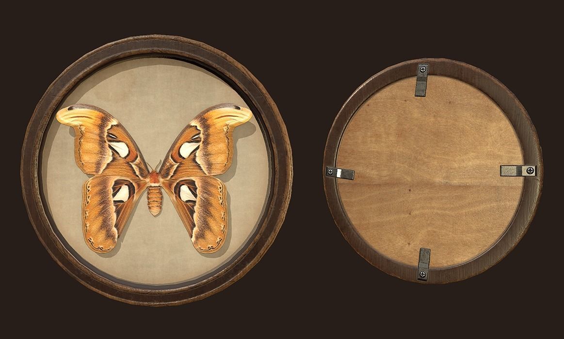 Entomological pictures - PBR Game Ready  Low-poly 3D model_8