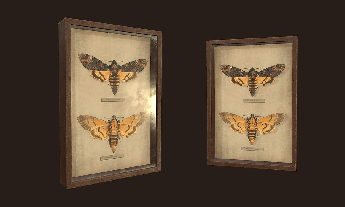 Entomological pictures - PBR Game Ready  Low-poly 3D model_4