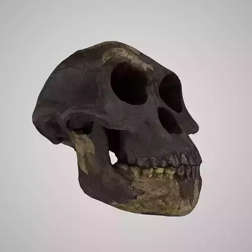 Realistic Australopithecus Afarensis Lucy