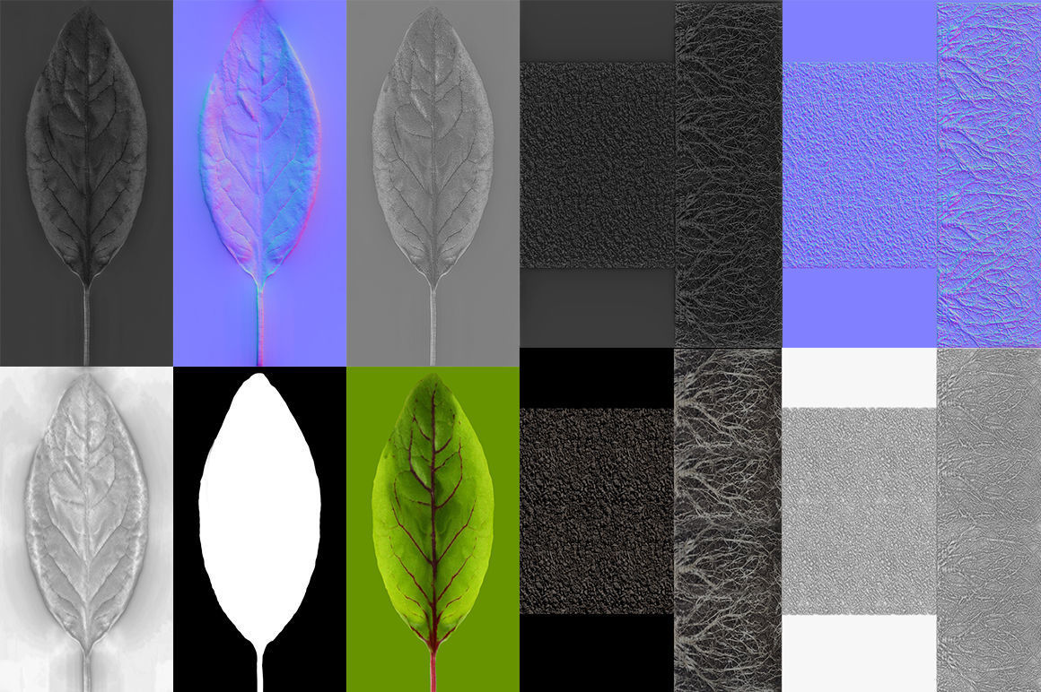 Sorrel plant 3D model_11