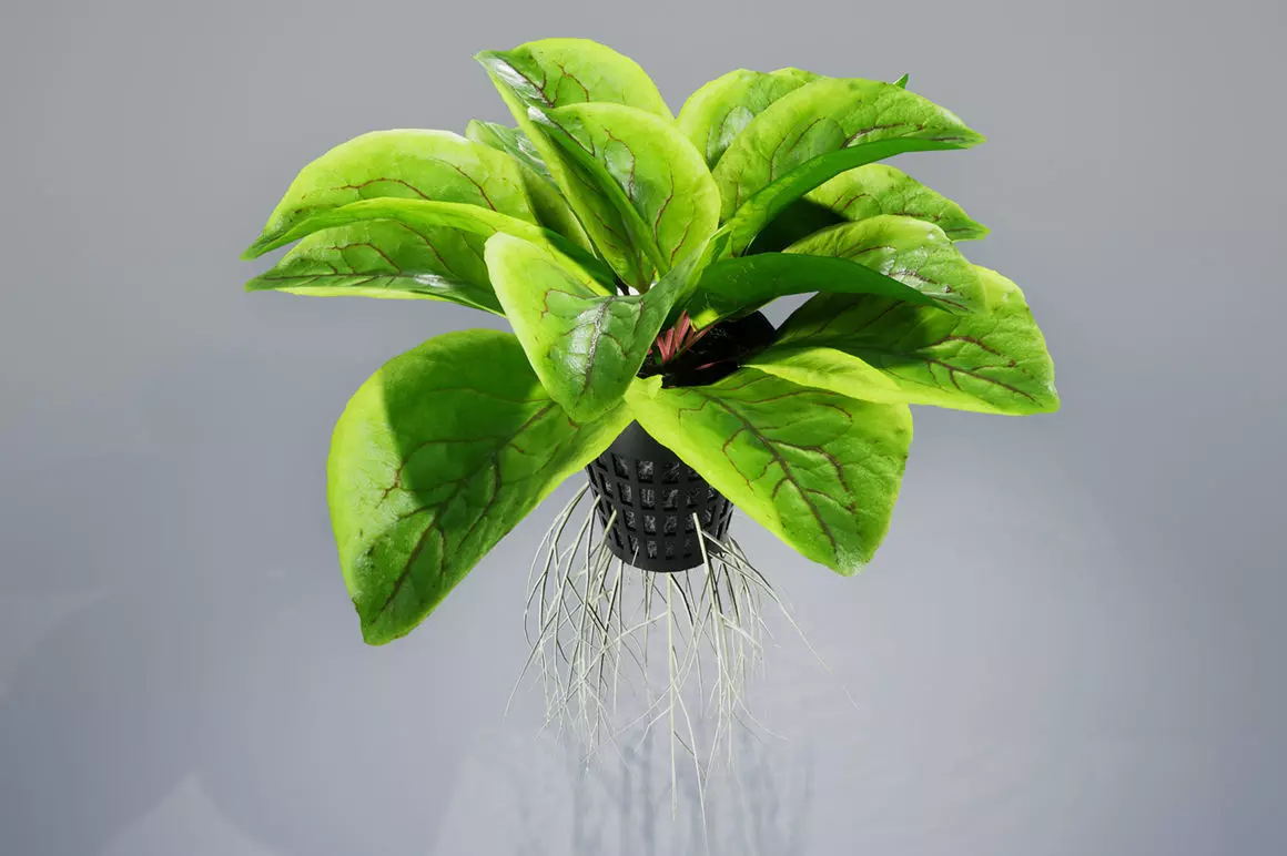 Sorrel plant 3D model_0