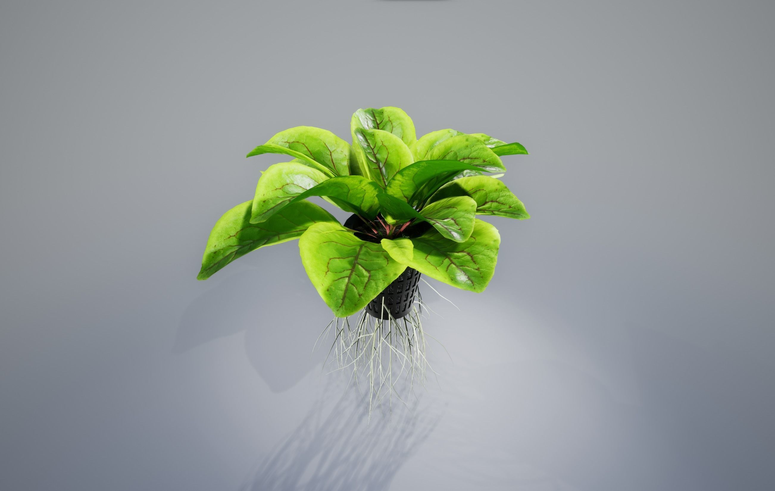 Sorrel plant 3D model_6
