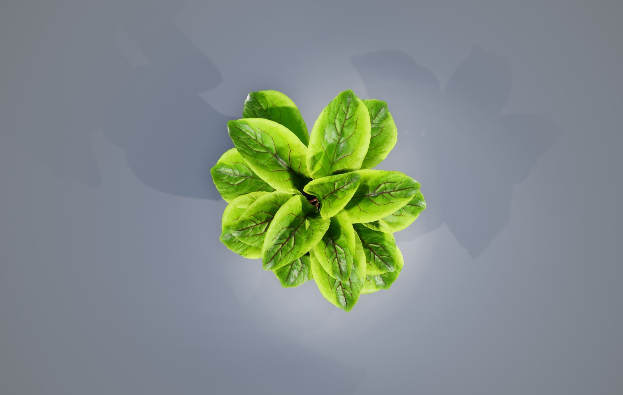 Sorrel plant 3D model_5