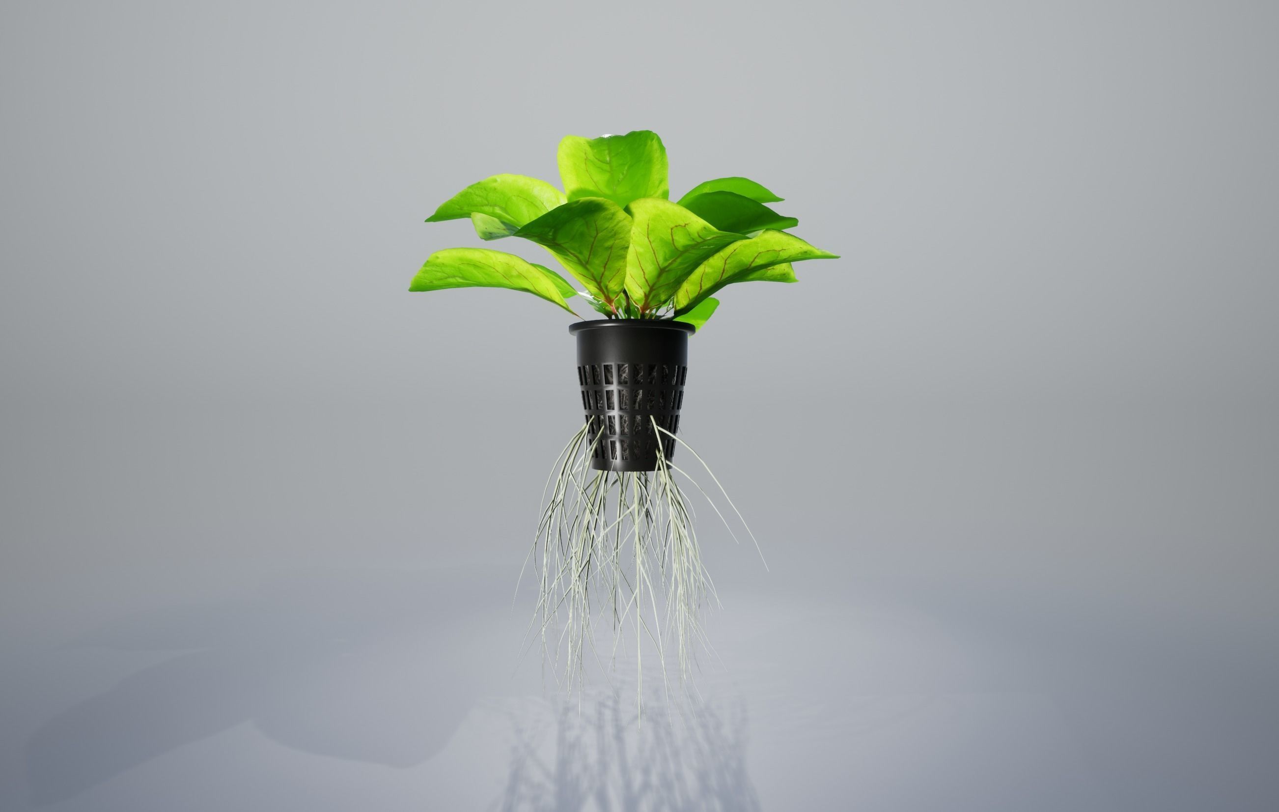 Sorrel plant 3D model_1