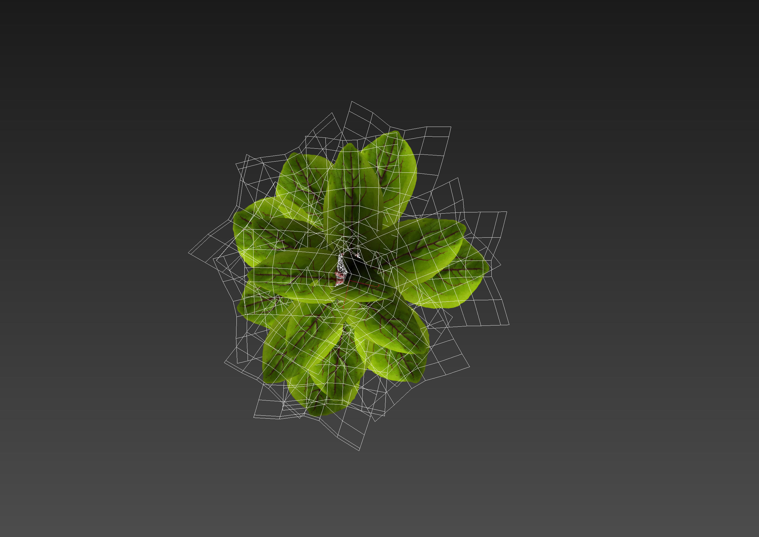 Sorrel plant 3D model_8