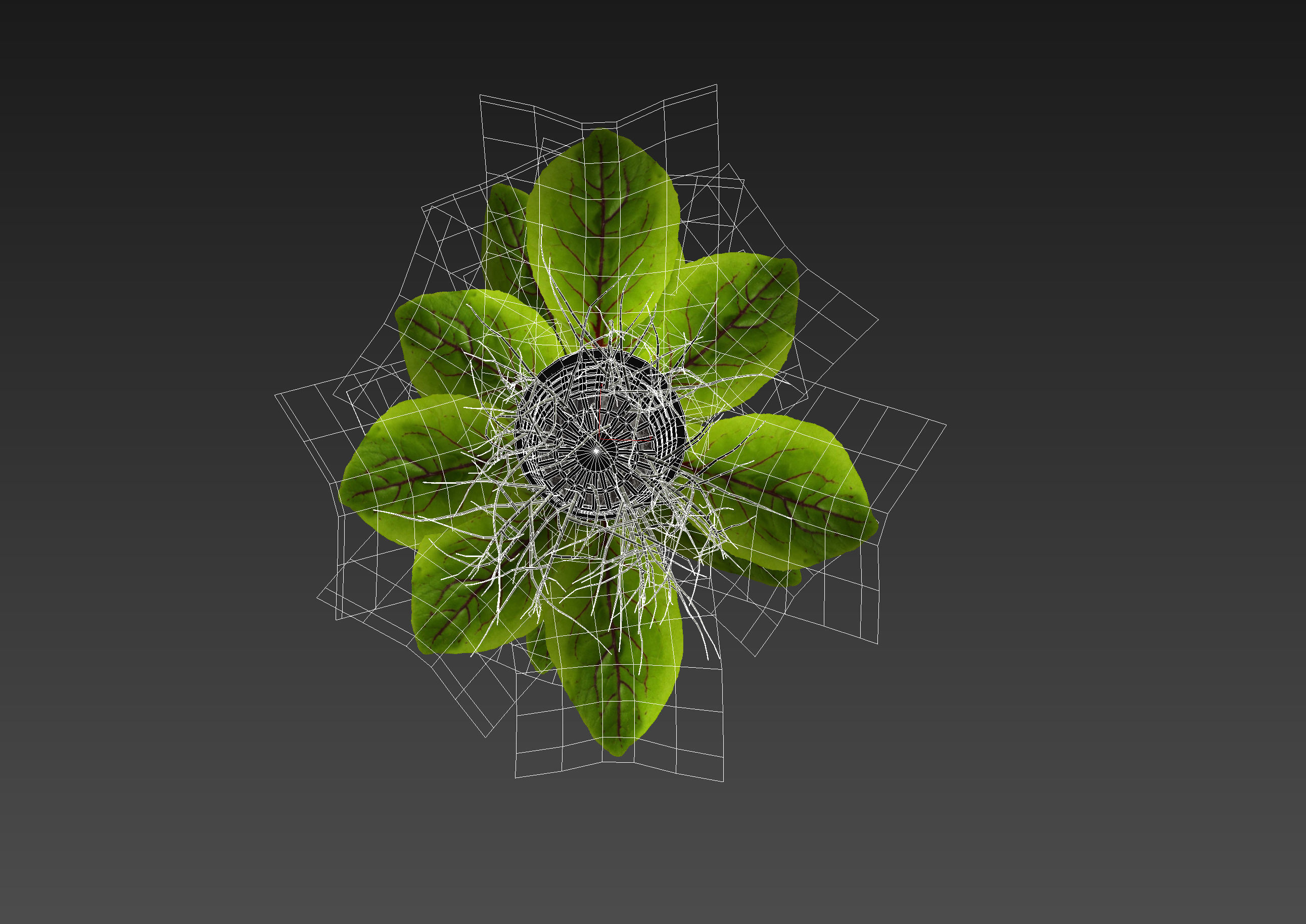 Sorrel plant 3D model_7