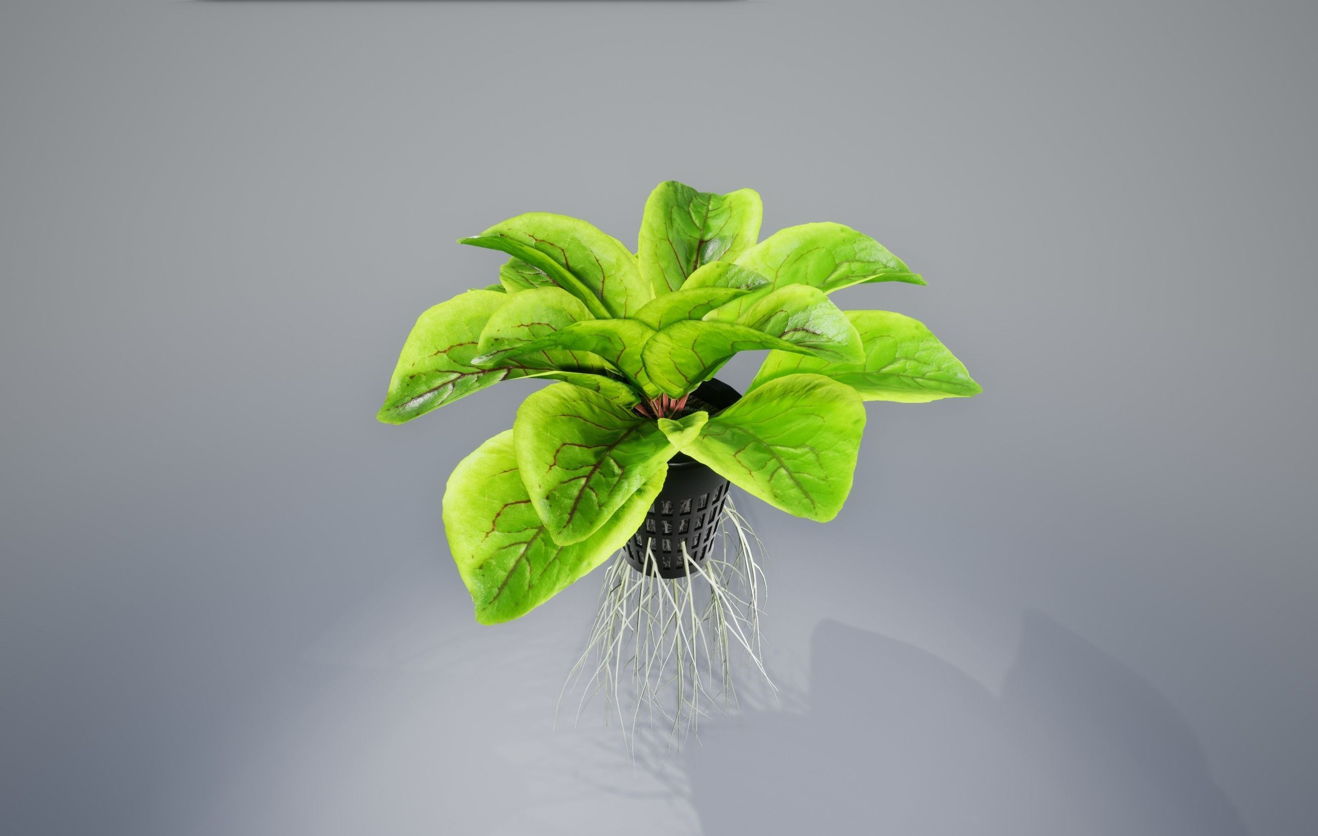 Sorrel plant 3D model_3