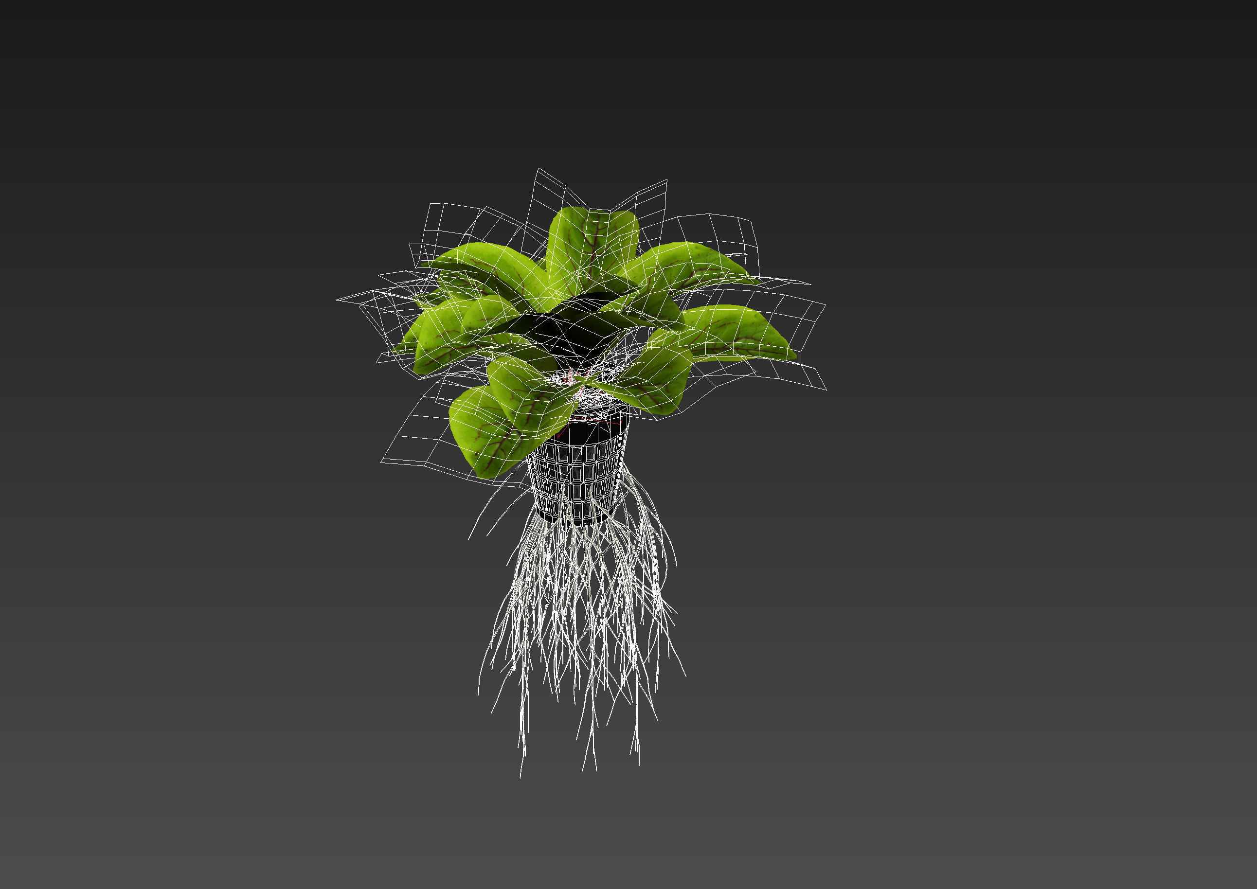 Sorrel plant 3D model_9