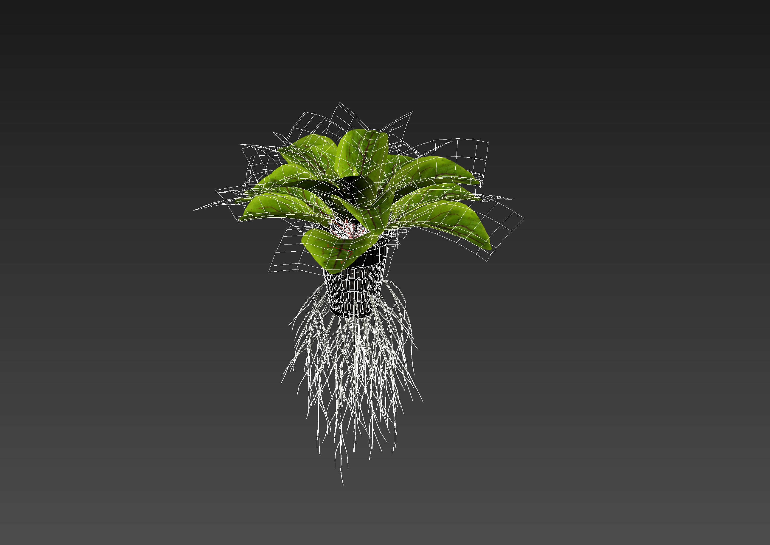 Sorrel plant 3D model_10