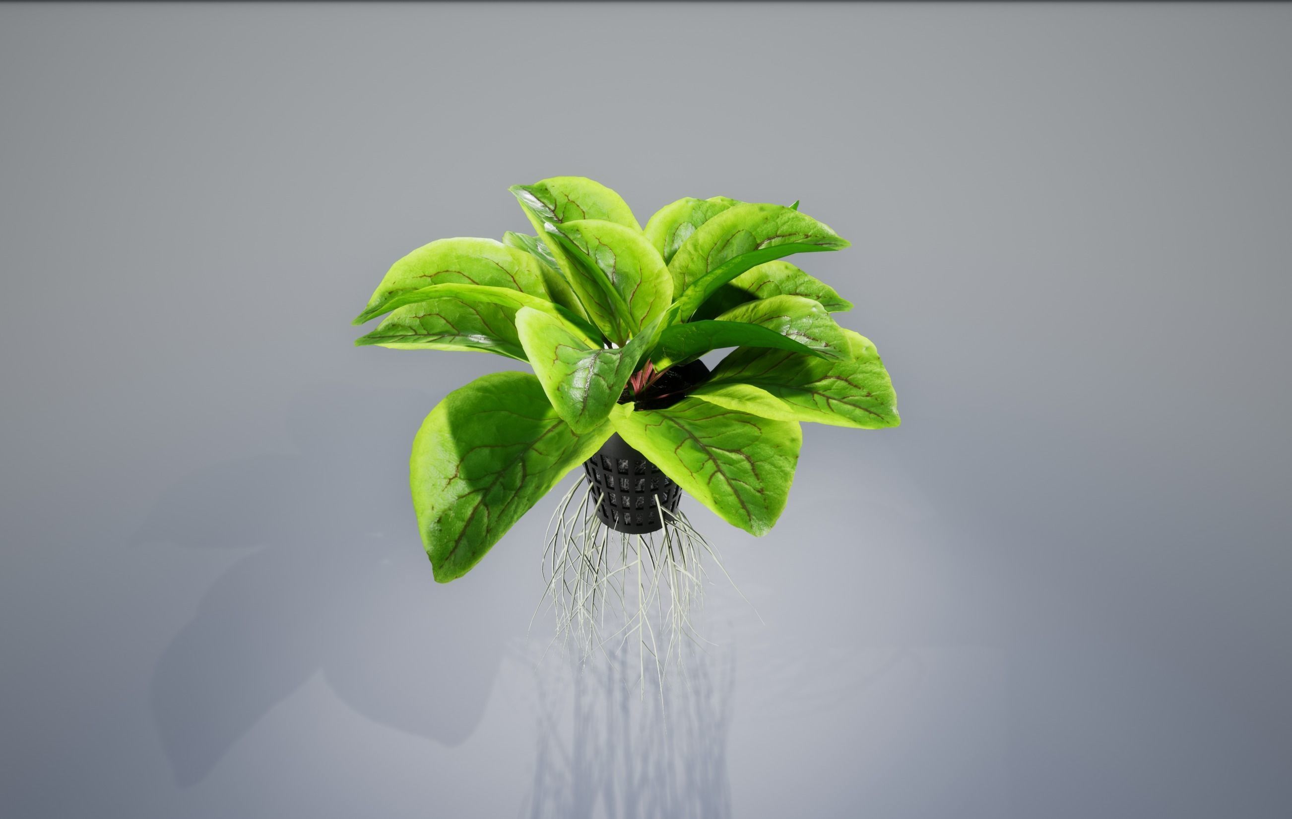 Sorrel plant 3D model_2