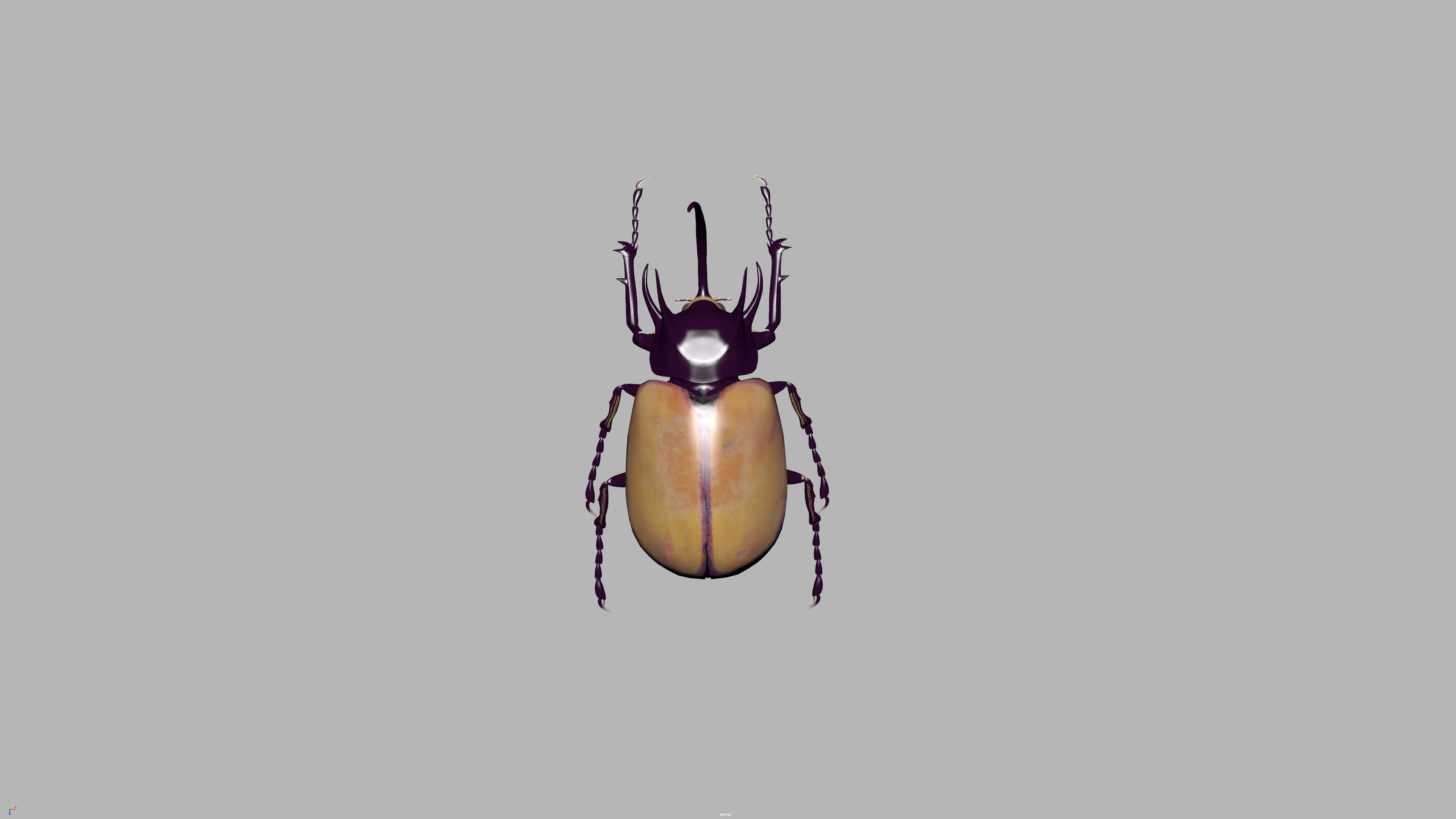 beetle 3D model_12