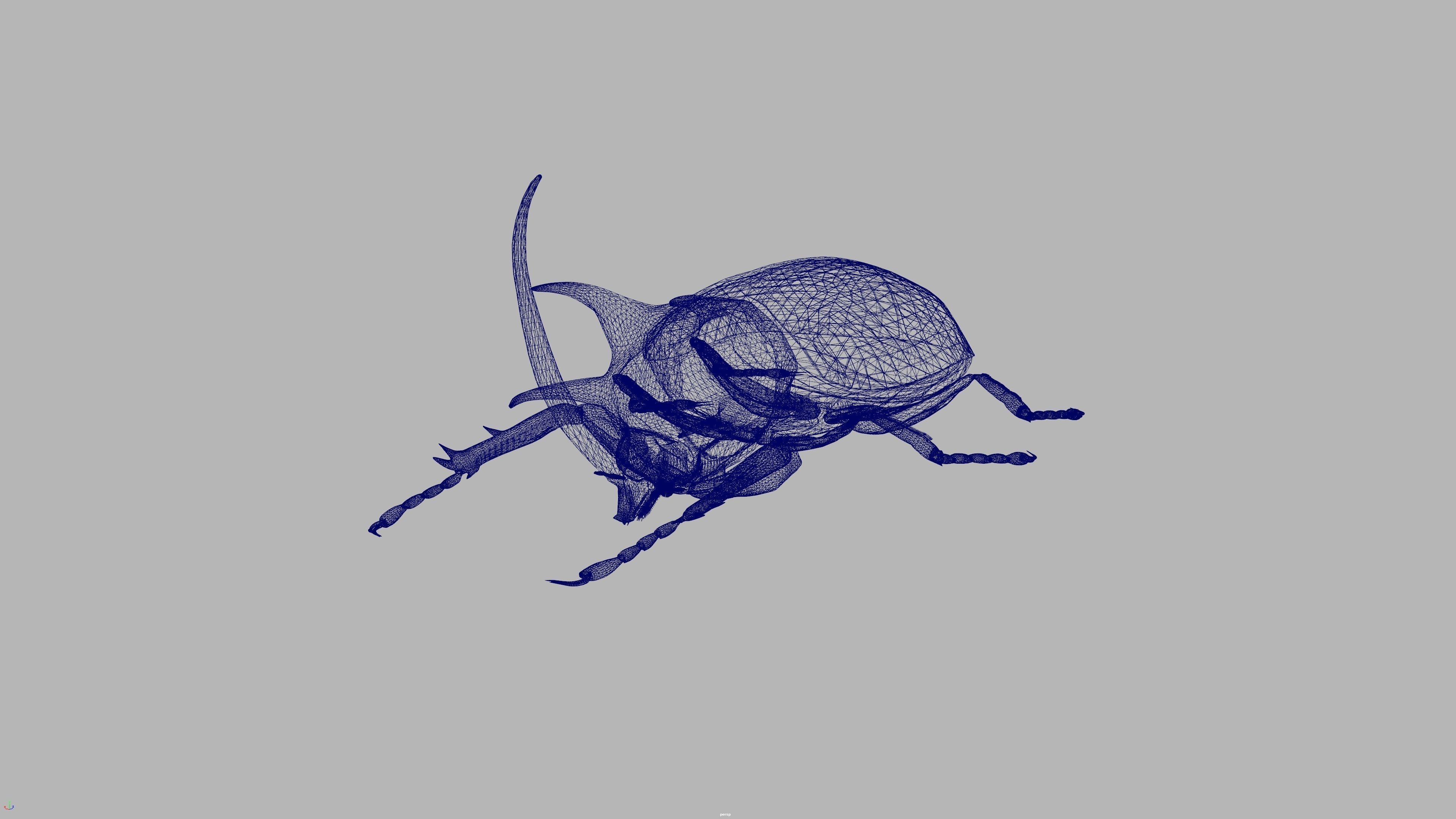beetle 3D model_4