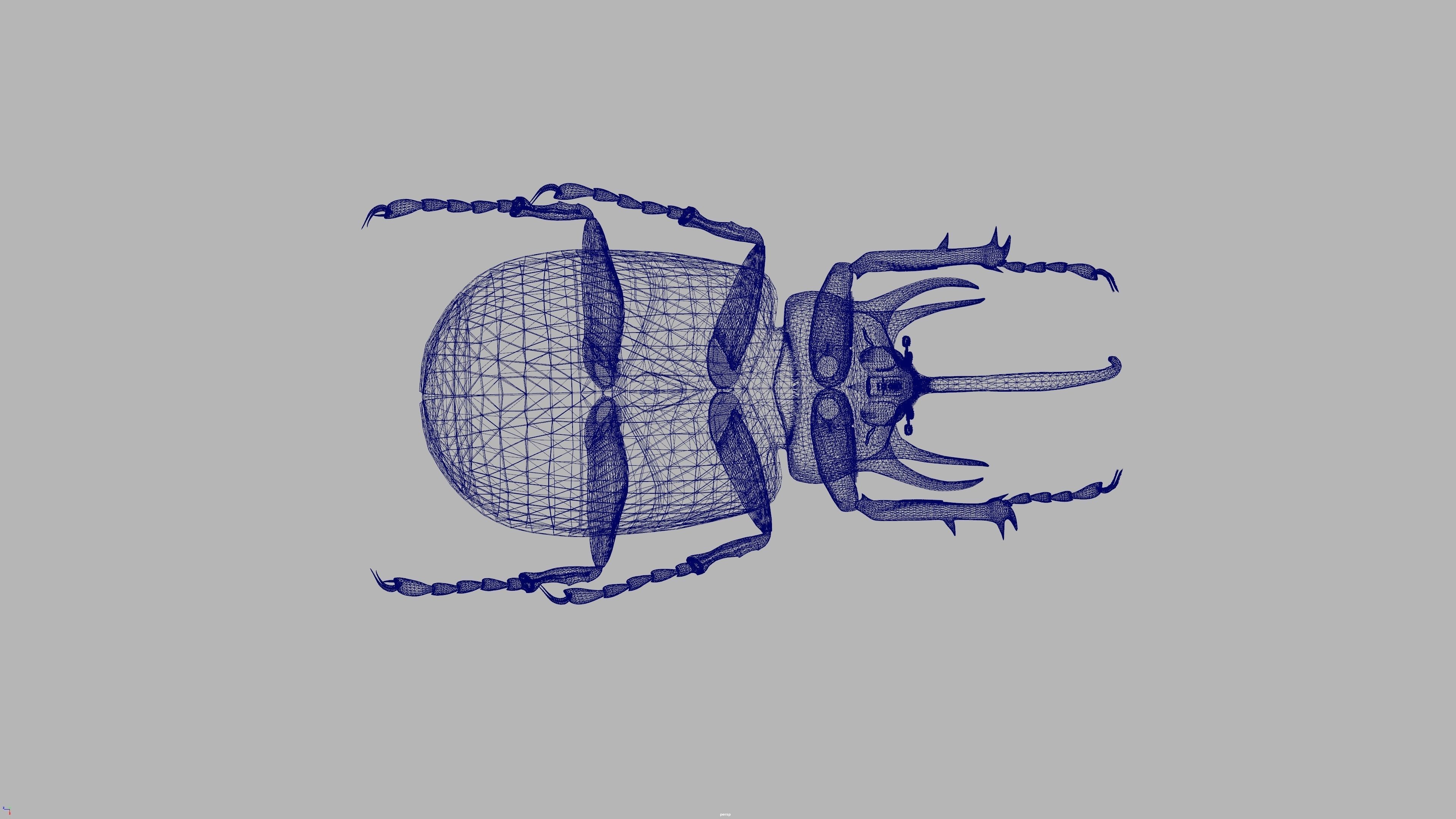 beetle 3D model_5