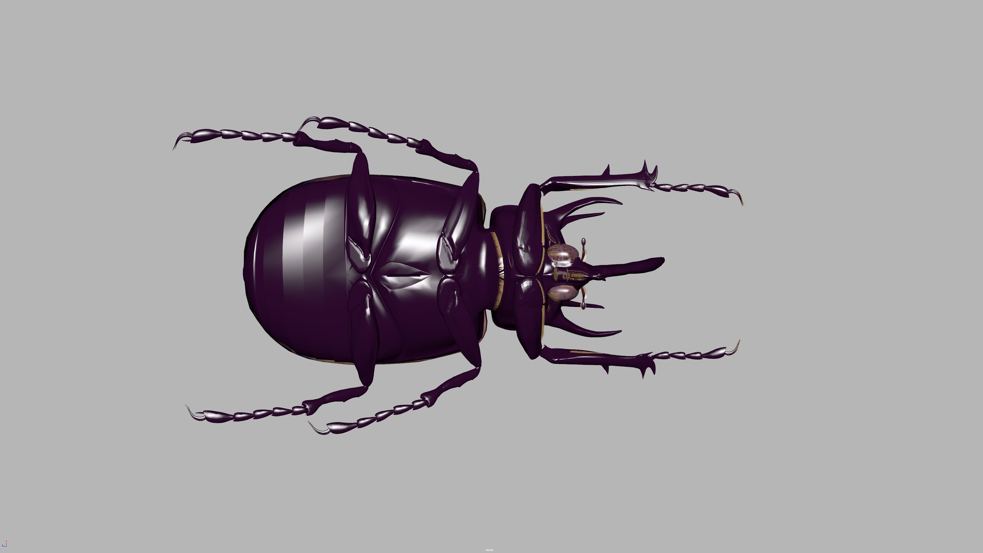 beetle 3D model_11