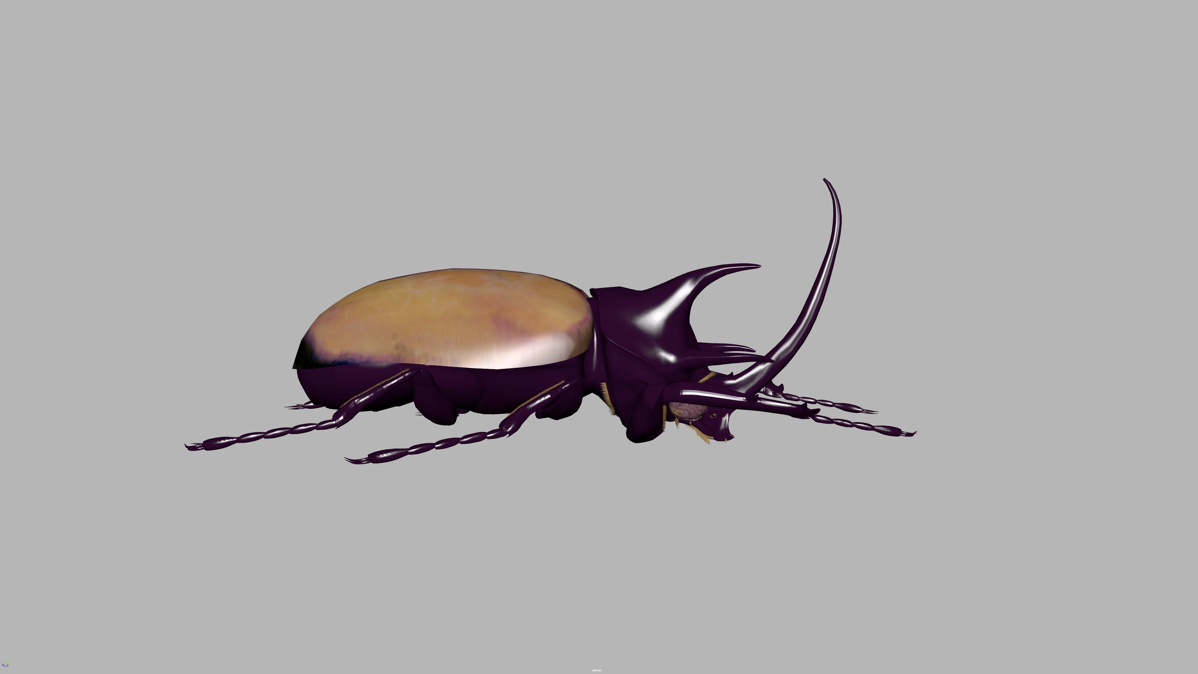 beetle 3D model_2