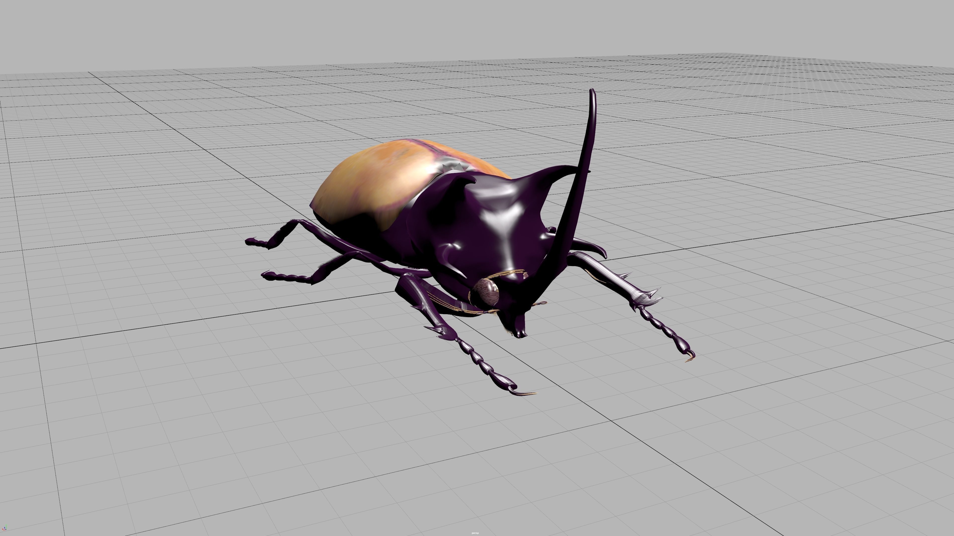 beetle 3D model_1