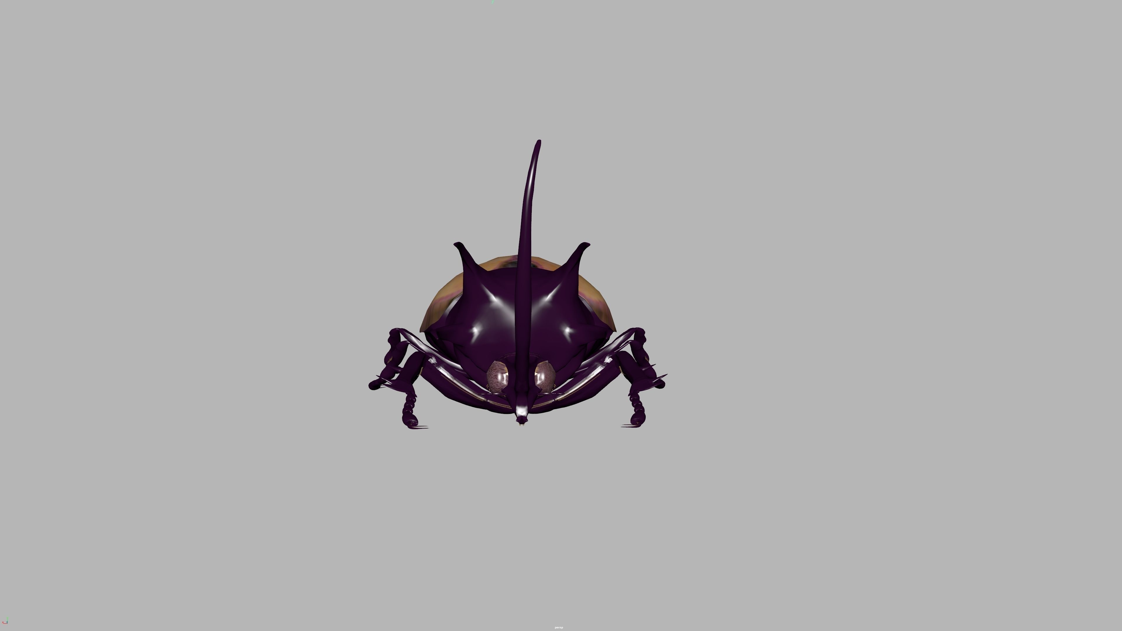 beetle 3D model_9