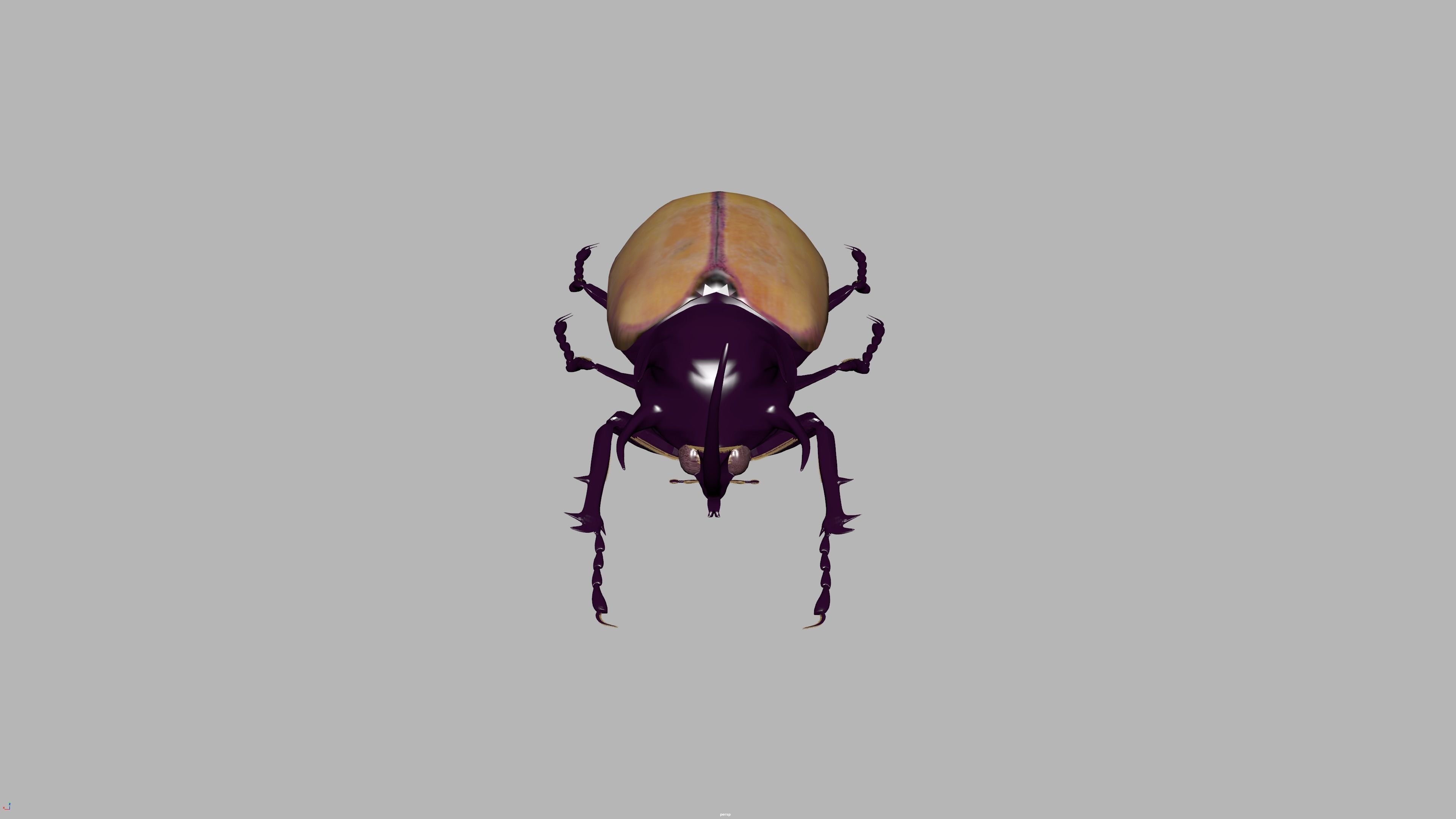 beetle 3D model_7