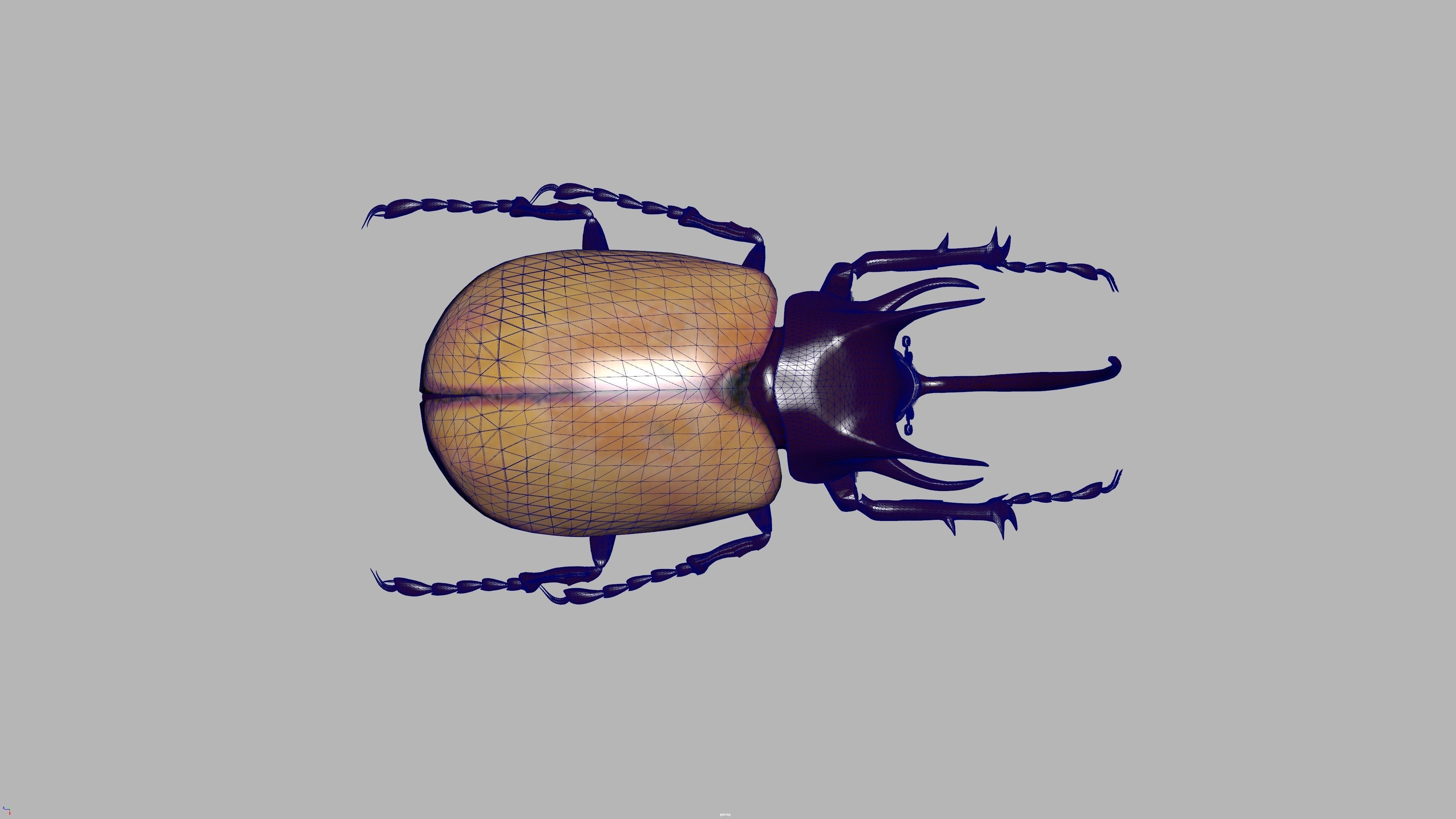 beetle 3D model_3