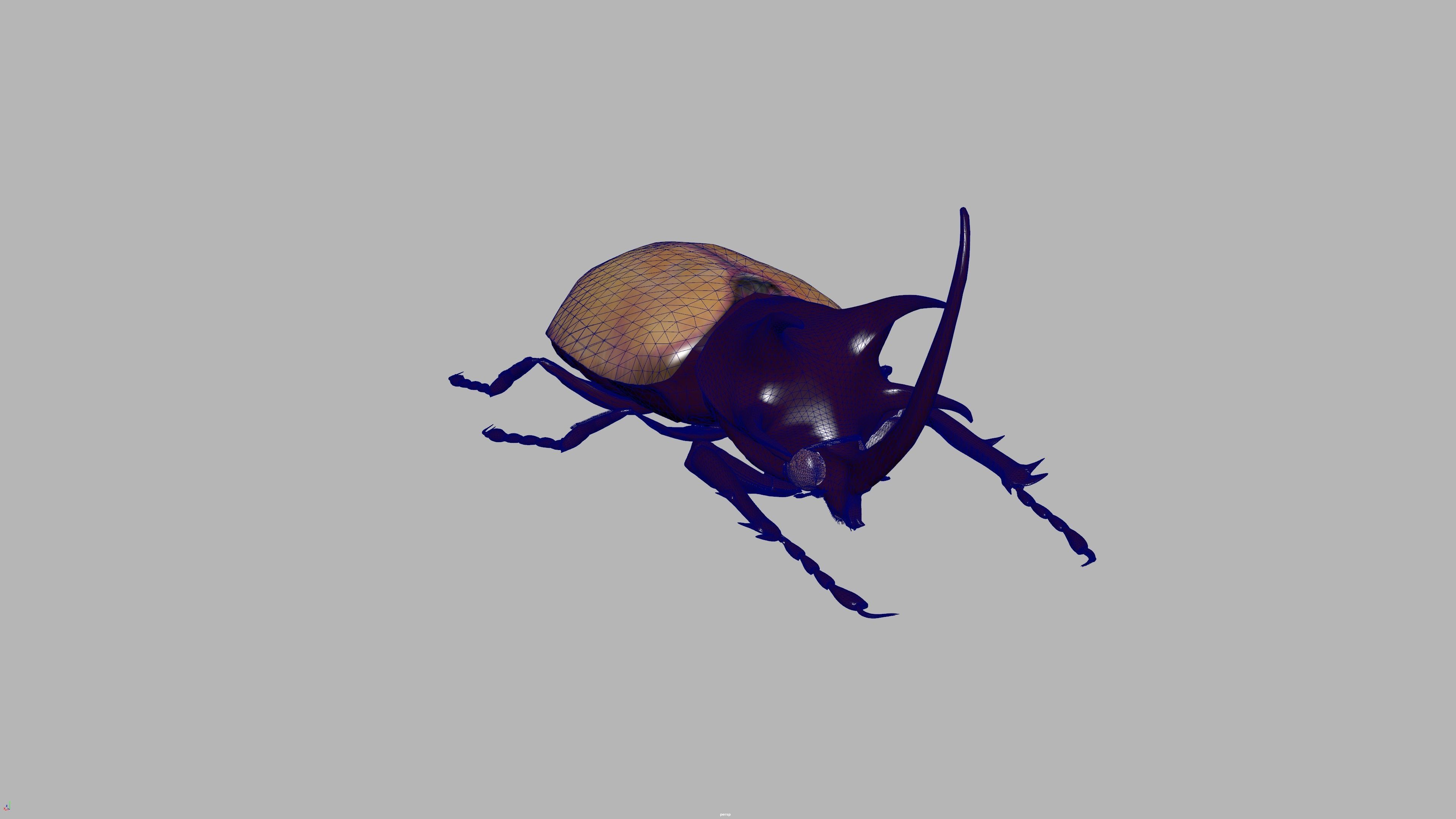 beetle 3D model_6