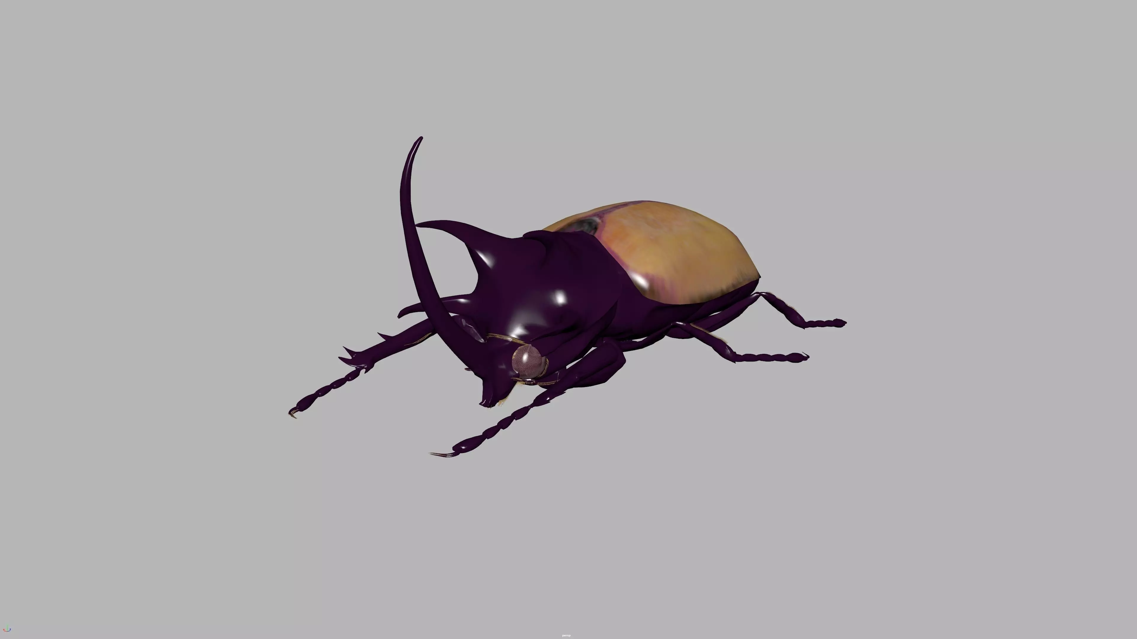 beetle 3D model_0