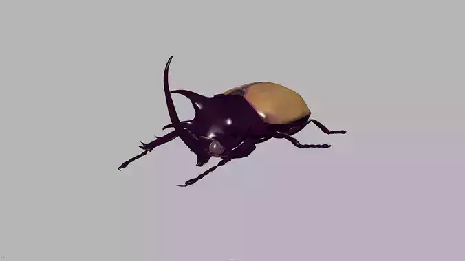 beetle
