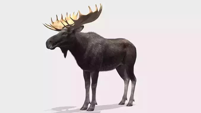 Moose - Bull Low-poly 3D model