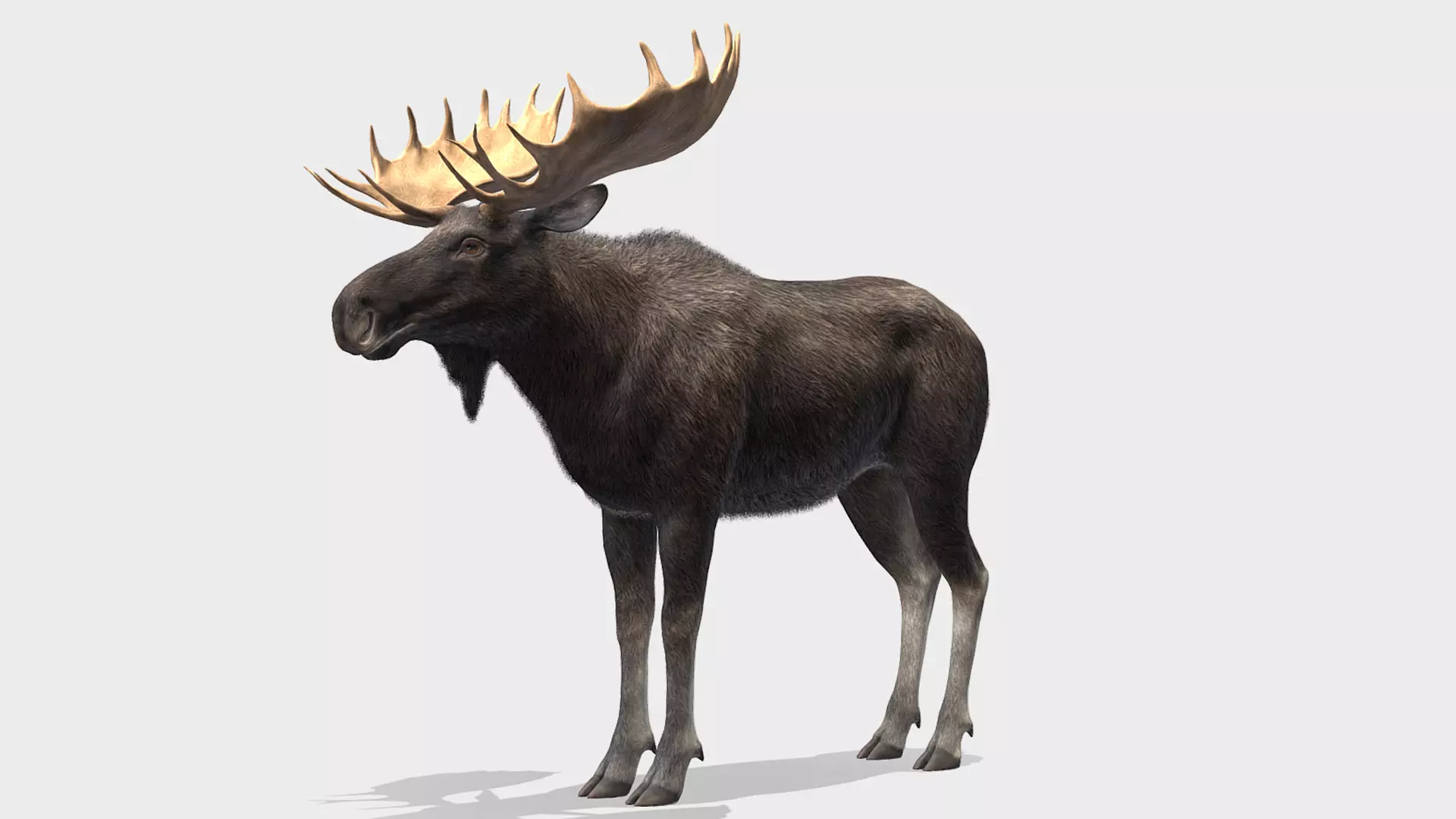 Moose - Bull Low-poly 3D model_0