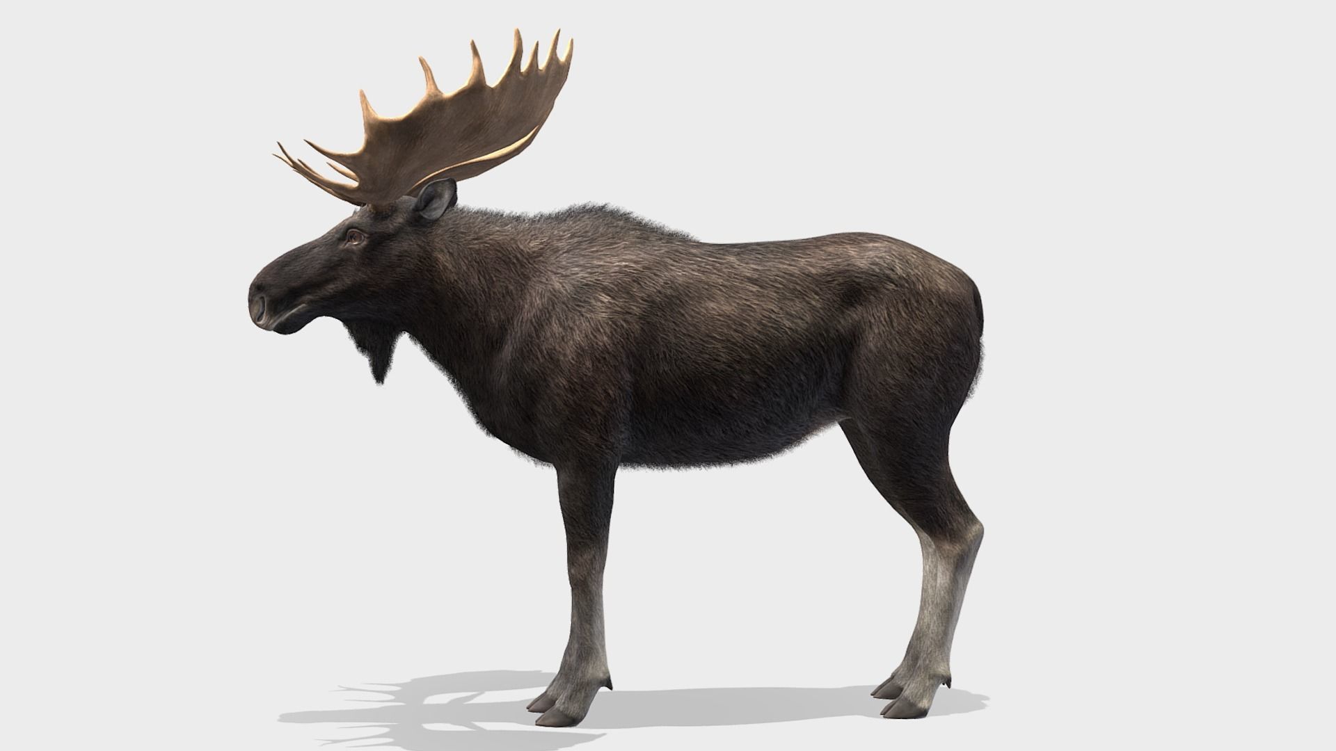 Moose - Bull Low-poly 3D model_2