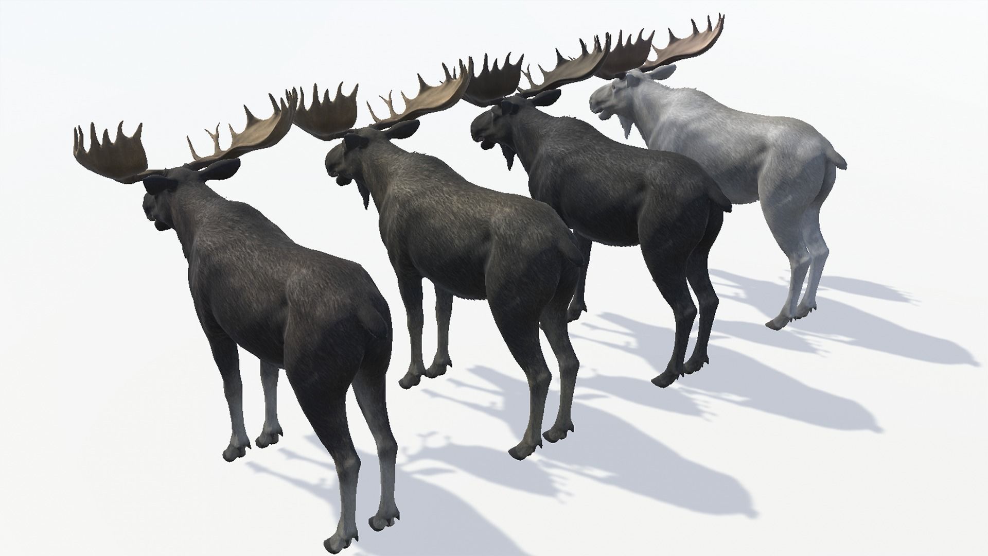 Moose - Bull Low-poly 3D model_11