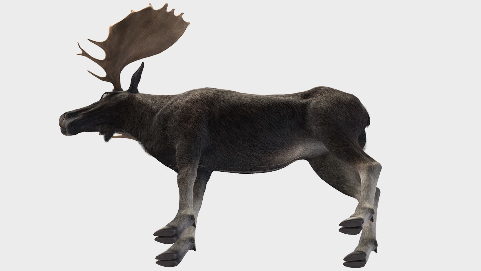 Moose - Bull Low-poly 3D model_6