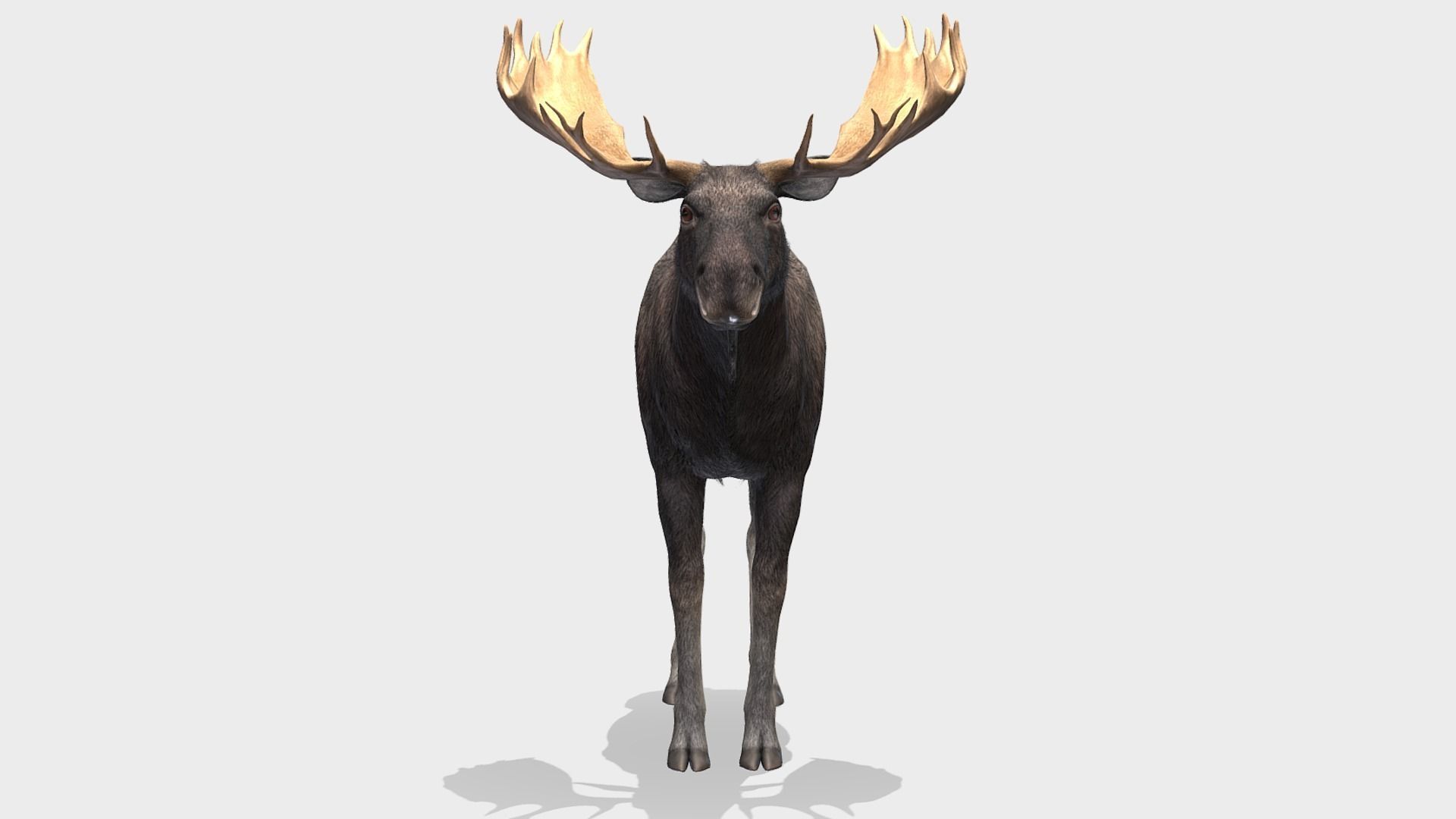 Moose - Bull Low-poly 3D model_3