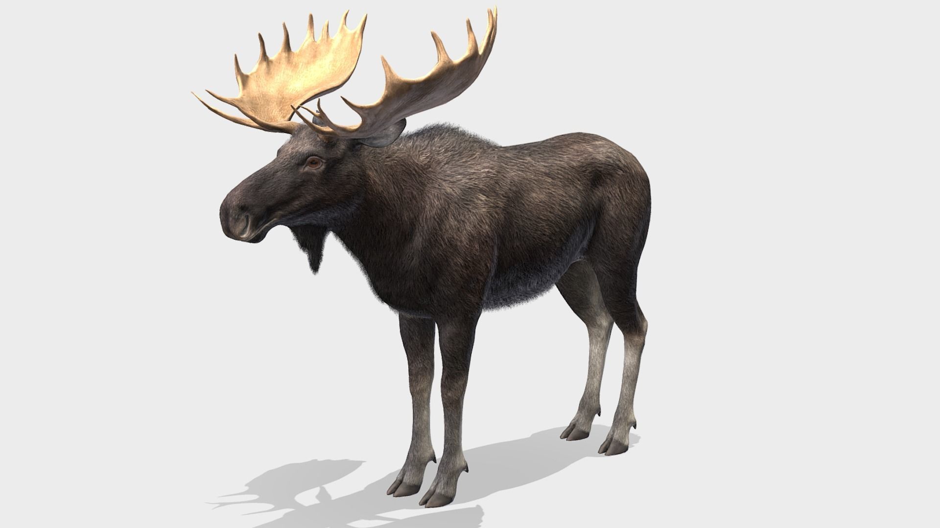 Moose - Bull Low-poly 3D model_4