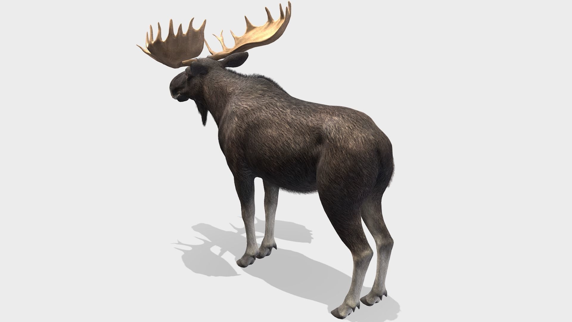 Moose - Bull Low-poly 3D model_5