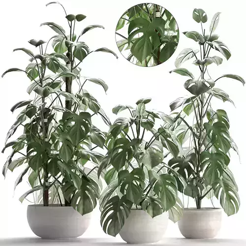 Collection Exotic plants Monstera