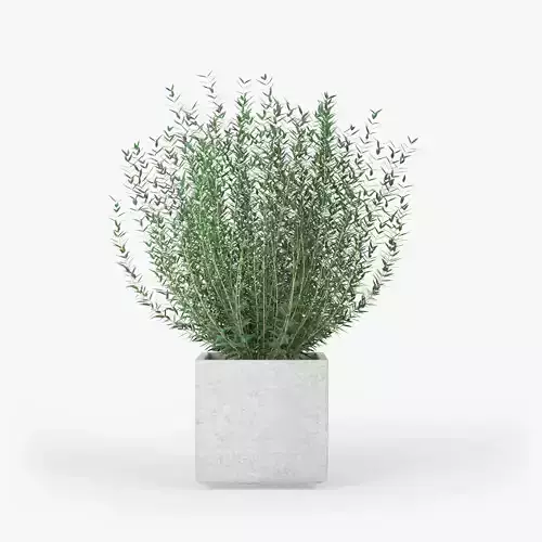 Square Large Planter bush