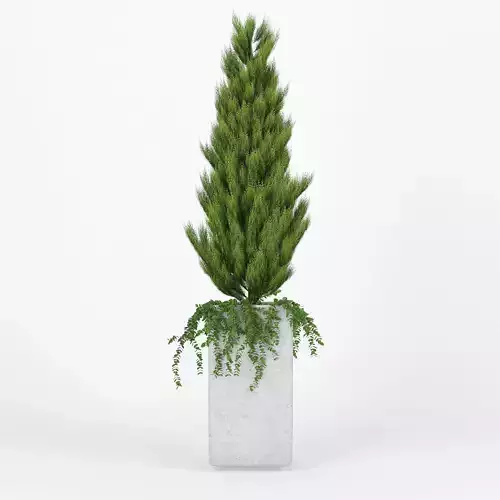 Square Tall Planter Thuja