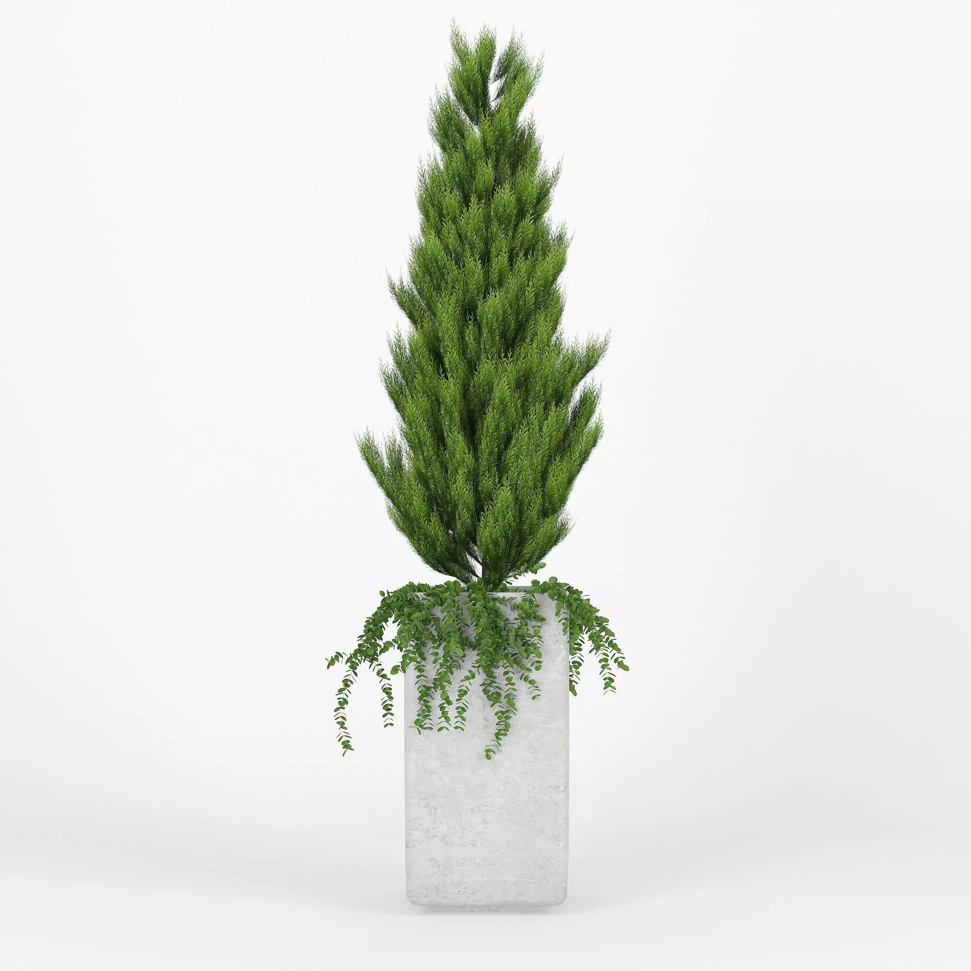 Square Tall Planter Thuja 3D model